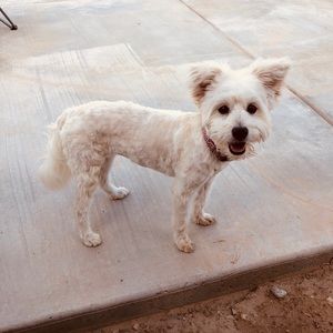 Meet your Posher, Bobbi